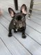 French Bulldog Puppies for sale in West Haven, CT 06516, USA. price: NA
