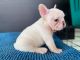 French Bulldog Puppies for sale in 5231 Ponderosa Way, Dallas, TX 75227, USA. price: NA