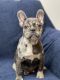 French Bulldog Puppies for sale in Williamstown, Monroe, NJ 08094, USA. price: $4,200
