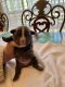 French Bulldog Puppies for sale in Shreveport, LA 71107, USA. price: $2,800
