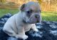 French Bulldog Puppies for sale in Vancouver, WA, USA. price: $1,640