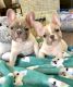 French Bulldog Puppies for sale in Tennessee City, TN 37055, USA. price: NA