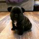 French Bulldog Puppies for sale in Geauga County, OH, USA. price: $3,950