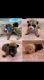 French Bulldog Puppies for sale in Florence, KY, USA. price: $3,800