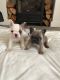 French Bulldog Puppies for sale in 7484 Holworthy Way, Sacramento, CA 95842, USA. price: NA