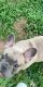 French Bulldog Puppies for sale in Clermont, FL, USA. price: NA