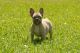 French Bulldog Puppies for sale in Ruskin, FL, USA. price: $3,500