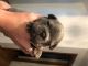French Bulldog Puppies for sale in Carrollton, TX 75006, USA. price: NA