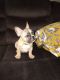 French Bulldog Puppies for sale in Barnstable County, MA, USA. price: NA