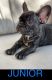 French Bulldog Puppies for sale in Lawrenceville, GA 30046, USA. price: $2,800
