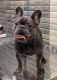 French Bulldog Puppies for sale in 75082 Fern Creek Dr, Yulee, FL 32097, USA. price: NA