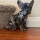 French Bulldog Puppies for sale in El Paseo, Palm Desert, CA 92260, USA. price: $650