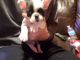 French Bulldog Puppies for sale in Blandon, PA, USA. price: $5,500