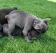 French Bulldog Puppies for sale in Kissimmee, FL, USA. price: $4,500