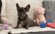 French Bulldog Puppies for sale in Charleston, SC, USA. price: NA