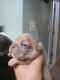 French Bulldog Puppies for sale in Thomasville, GA, USA. price: $700