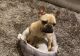 French Bulldog Puppies for sale in Jeffersonville, GA 31044, USA. price: NA