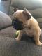 French Bulldog Puppies for sale in Arcadia, CA 91007, USA. price: $6,500