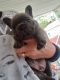 French Bulldog Puppies for sale in Blandon, PA, USA. price: $6,000