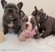 French Bulldog Puppies for sale in Saratoga Springs, NY, USA. price: $650