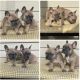 French Bulldog Puppies for sale in Gurnee, IL 60031, USA. price: NA