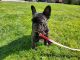 French Bulldog Puppies for sale in York, PA, USA. price: $680