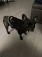 French Bulldog Puppies for sale in Corpus Christi, TX, USA. price: $1,500