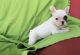 French Bulldog Puppies for sale in Santa Clara, UT, USA. price: $200