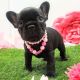 French Bulldog Puppies for sale in Treasure Island, FL, USA. price: NA