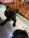 French Bulldog Puppies for sale in Watsonville, CA, USA. price: NA