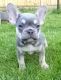 French Bulldog Puppies for sale in 80205 Minksville Rd, Cadiz, OH 43907, USA. price: NA