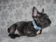 French Bulldog Puppies for sale in Knickerbocker Ave, Brooklyn, NY, USA. price: NA