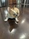 French Bulldog Puppies for sale in Fishers, IN, USA. price: NA