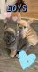 French Bulldog Puppies for sale in Bartow, FL, USA. price: NA