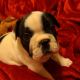 French Bulldog Puppies for sale in 32828 Forest Ridge Rd, DeLand, FL 32720, USA. price: NA