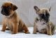 French Bulldog Puppies for sale in Texas City Dike, Texas City, TX, USA. price: NA