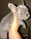 French Bulldog Puppies for sale in 75080 Frank Sinatra Dr, Palm Desert, CA 92211, USA. price: $1,500