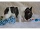 French Bulldog Puppies for sale in Latham, OH 45646, USA. price: NA