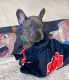 French Bulldog Puppies for sale in Detroit, MI, USA. price: $6,000