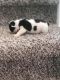 French Bulldog Puppies for sale in 80202 Hornsby Ln, Hermiston, OR 97838, USA. price: $1,000