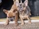 French Bulldog Puppies for sale in 3070 Los Feliz Blvd, Los Angeles, CA 90039, USA. price: NA