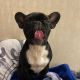 French Bulldog Puppies for sale in 150 Eastern Pkwy, Brooklyn, NY 11238, USA. price: NA