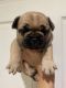 French Bulldog Puppies for sale in Downey, CA, USA. price: $3,500