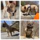 French Bulldog Puppies for sale in Mansfield Center, CT 06235, USA. price: NA