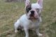 French Bulldog Puppies for sale in Marietta, GA, USA. price: NA