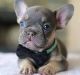 French Bulldog Puppies for sale in RTD Park and Ride, Westminster, CO 80031, USA. price: NA