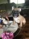 French Bulldog Puppies for sale in Mead, OK 73449, USA. price: NA