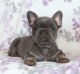 French Bulldog Puppies for sale in Dallas, TX 75287, USA. price: $750