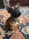 French Bulldog Puppies for sale in Rochester, NY, USA. price: $3,800
