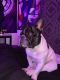 French Bulldog Puppies for sale in Raleigh, NC, USA. price: $1,200